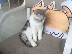 -喵的天空名猫咖啡馆·撸猫·猫舍·用品