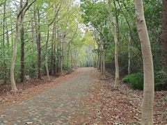 -上海海湾国家森林公园