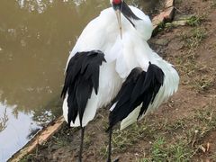 -西霞口神雕山野生动物世界