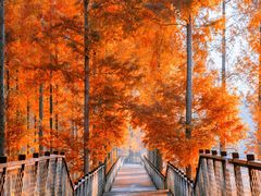 -黄海国家森林公园