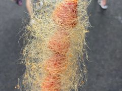 -张公桥美食街