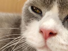 -CAT’S MEWSTAR CAFE·喵星球猫屋(晴湾咖啡店)