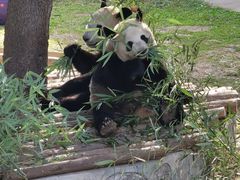-西安秦岭野生动物园