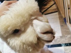 -猫色咖啡·猫咖