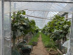 -马陆小张葡萄园农家乐