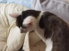 -北京观赏动物医院·24小时大型综合·猫专科·异宠专科