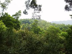 -深圳仙湖植物园
