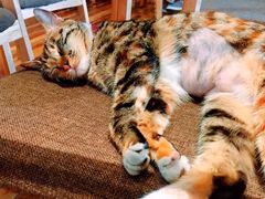 -猫的天空之城概念书店(杭州南宋御街店)