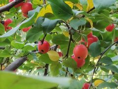 -大兴滨河森林公园