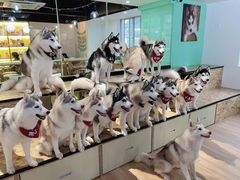 -Husky Go! 哈士奇体验馆·宠物咖啡厅狗咖