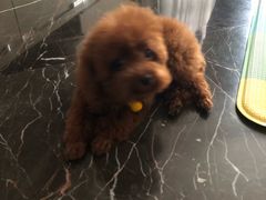 -爱诺耐芙动物医院(万博店)