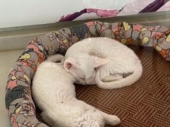 -糯米喵星人总部直营旗舰店·猫舍·幼猫出售