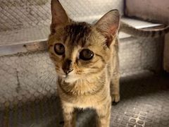 -燚青春东北泥炉烤肉(百合店)