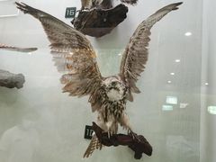 -国家自然博物馆