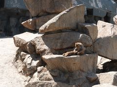-青藏高原野生动物园