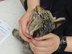-宠颐生宠物医院·异宠猫科内科·诊疗中心宠巢店