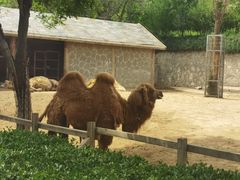 -石家庄市动物园