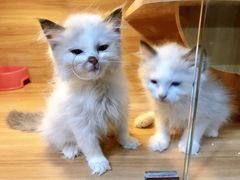 -猫十亿·布偶金渐层·曼基康矮脚猫舍(青年路店)