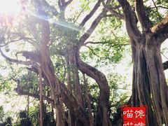 -瑞丽独树成林风景区