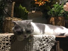 -共舞时光猫咖·狗咖(新街口店)