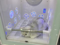 -爱洗澡的猫(望京店)