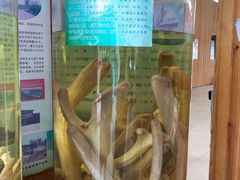-北京鹿世界主题园