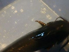 -荣德灶台鱼(圣泉寺店)