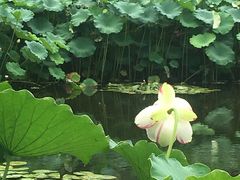 -陈家山荷花公园