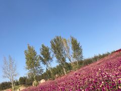 -北纬44度·金珠花海休闲农业旅游景区