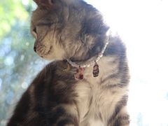 -海边的猫和咖啡馆