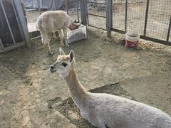 -意大利农场度假村