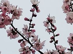 -桃花堤公园