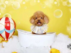 -超宠爱宠物摄影-Super pet