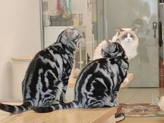 -有喵·猫咖·狗咖·30几只猫10只小狗(岗厦店)