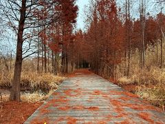 -溱湖国家湿地公园