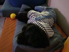 -芭比堂动物医院·心脏专科·夜诊·吉雅分院