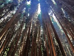 -武陵山森林公园