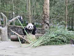 -都江堰中华大熊猫苑
