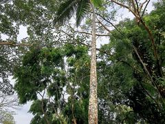 -中国科学院西双版纳热带植物园