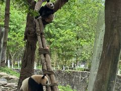 -都江堰中华大熊猫苑