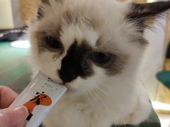 -喵喵咪呀布偶猫咖(春熙路店)