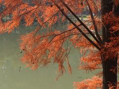 -顺峰山公园