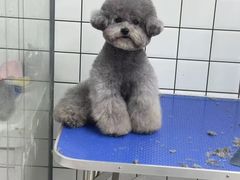 -唐小姐の猫狗洗护·购宠旗舰店(周浦万达店)