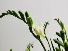 -循礼门鲜花花市(武汉循礼门店)