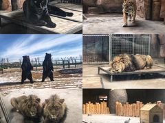 -鄂尔多斯野生动物园