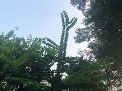 -华哥私厨-原醉琼楼