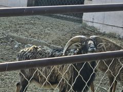 -青藏高原野生动物园