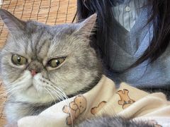 -楼上猫咖(罗湖店)