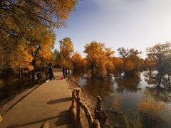 -金塔沙漠胡杨林景区