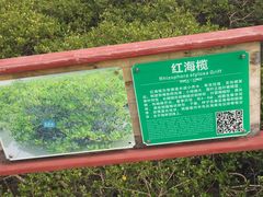 -北海金海湾红树林生态旅游区